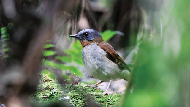 Planet Birdsong Foundation